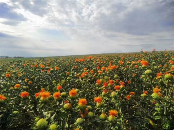 1724037661986231.jpg 圖1.jpg