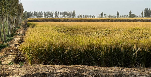 1732503717847073.jpg 圖2.jpg