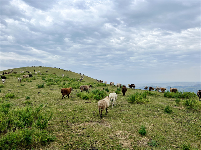 1757327070716885.jpg 天然草場.jpg